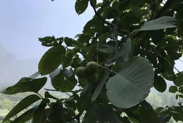 ������ɽ������, �ظ�����ԭ��̬����! �������! Ϸˮ������ѵ�